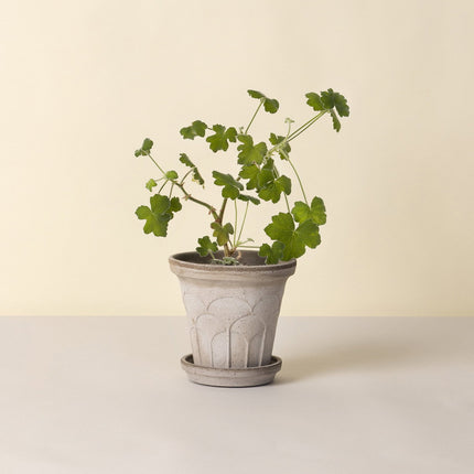 BERGS POTTER Fleur Clay Pots w/Tray