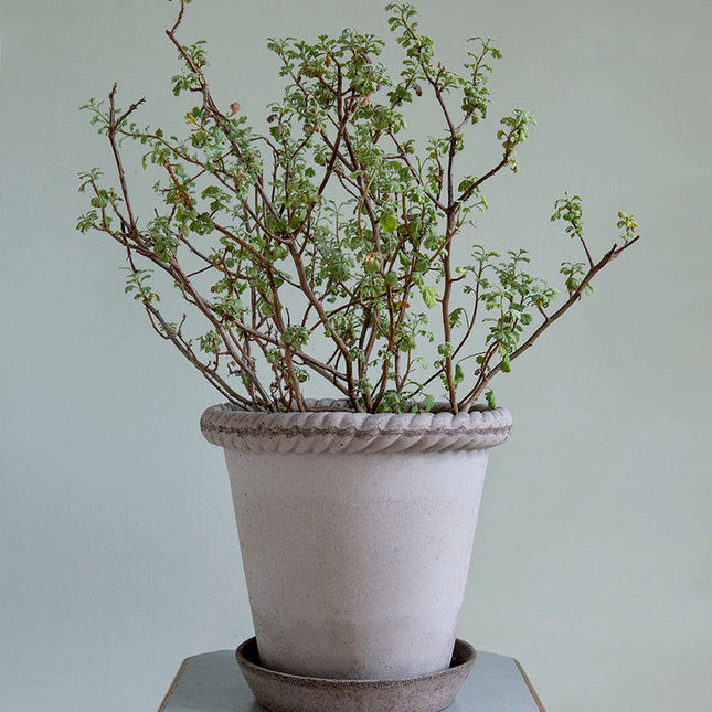 BERGS POTTER Emilia Clay Pots w/Tray