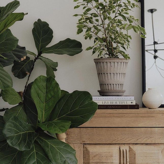 BERGS POTTER Pantheon Clay Pots w/Tray