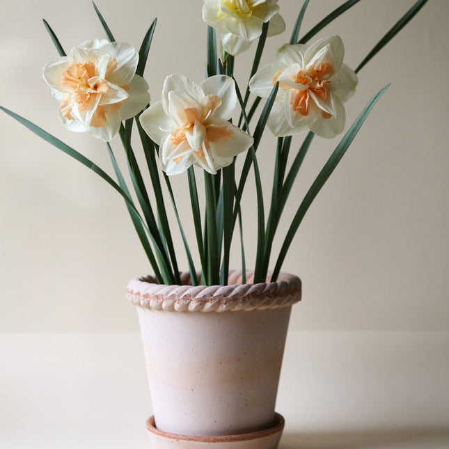 BERGS POTTER Emilia Clay Pots w/Tray