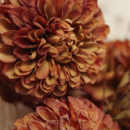 Rusty Brown PomPom Dahlia Stem