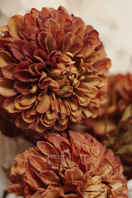Rusty Brown PomPom Dahlia Stem