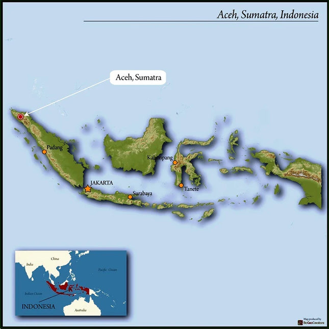 LIGHTHOUSE COFFEE Swell Roast, 340g